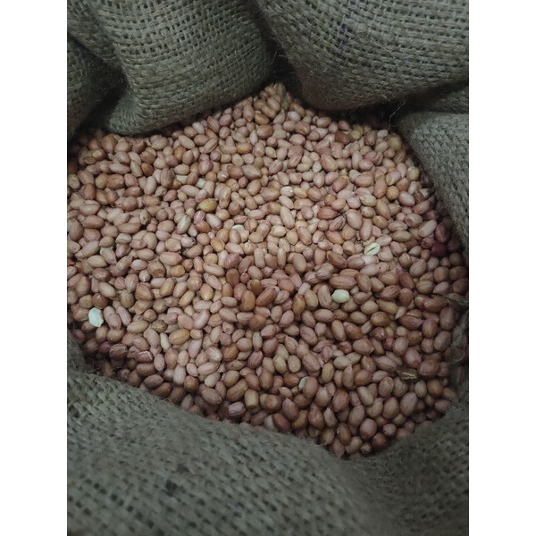 

Kacang Tanah India