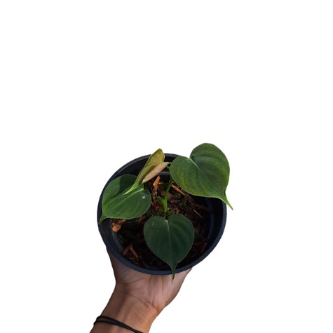 Philodendron Lupinum