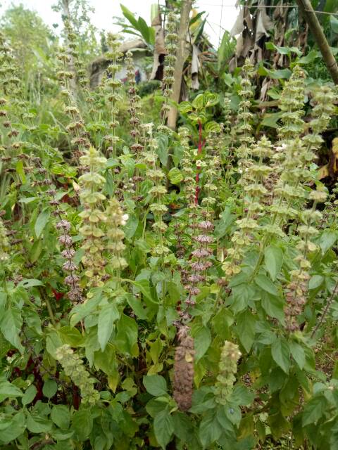 BIBIT BENIH DAUN KEMANGI PAKET 100 BIJI