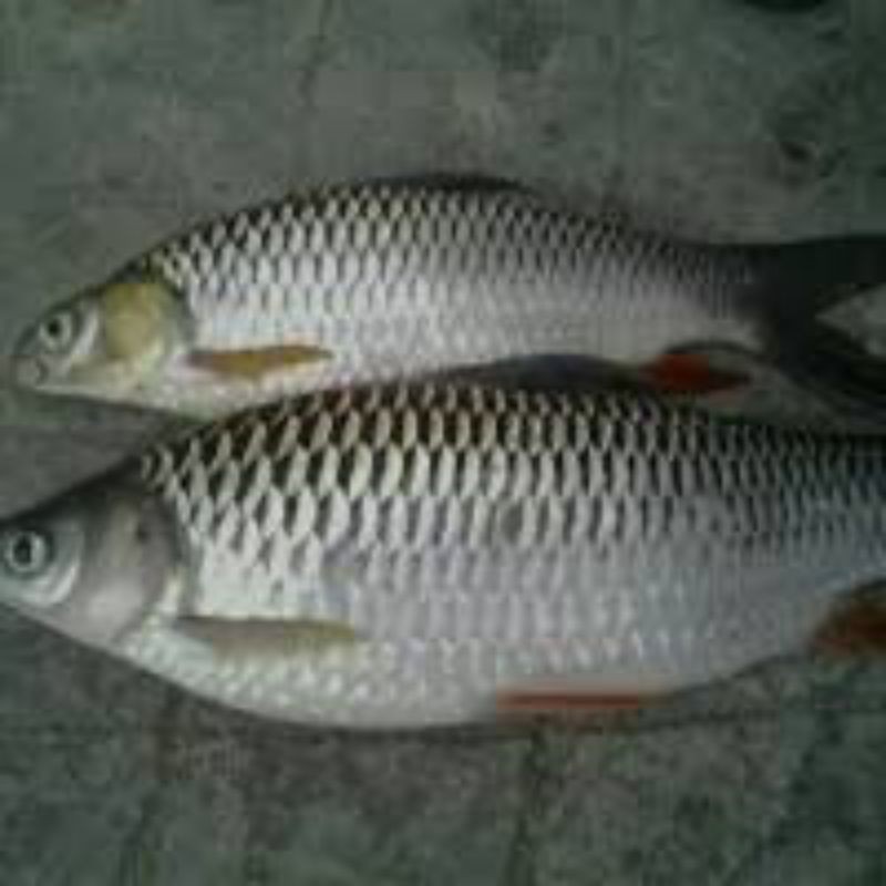 

ikan jelawat 1kg pontianak