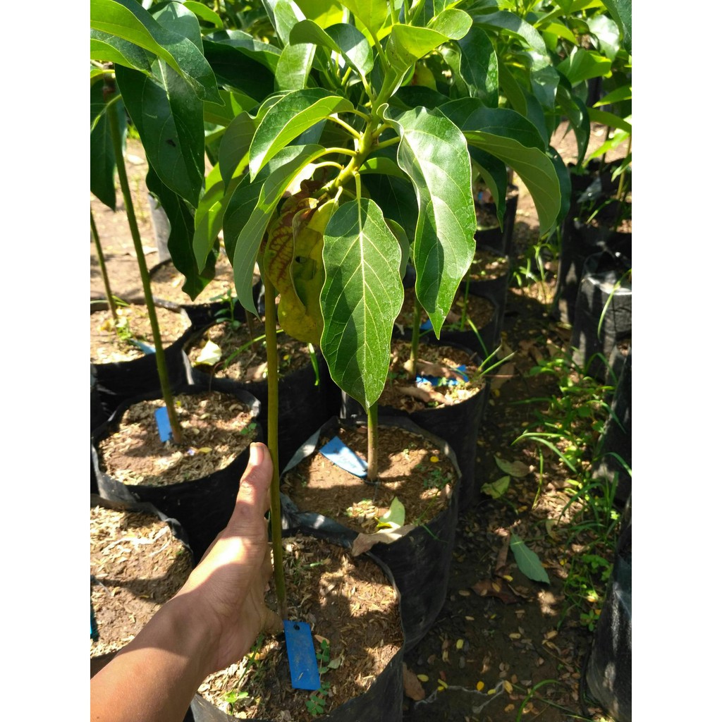 Bibit alpukat markus batang besar