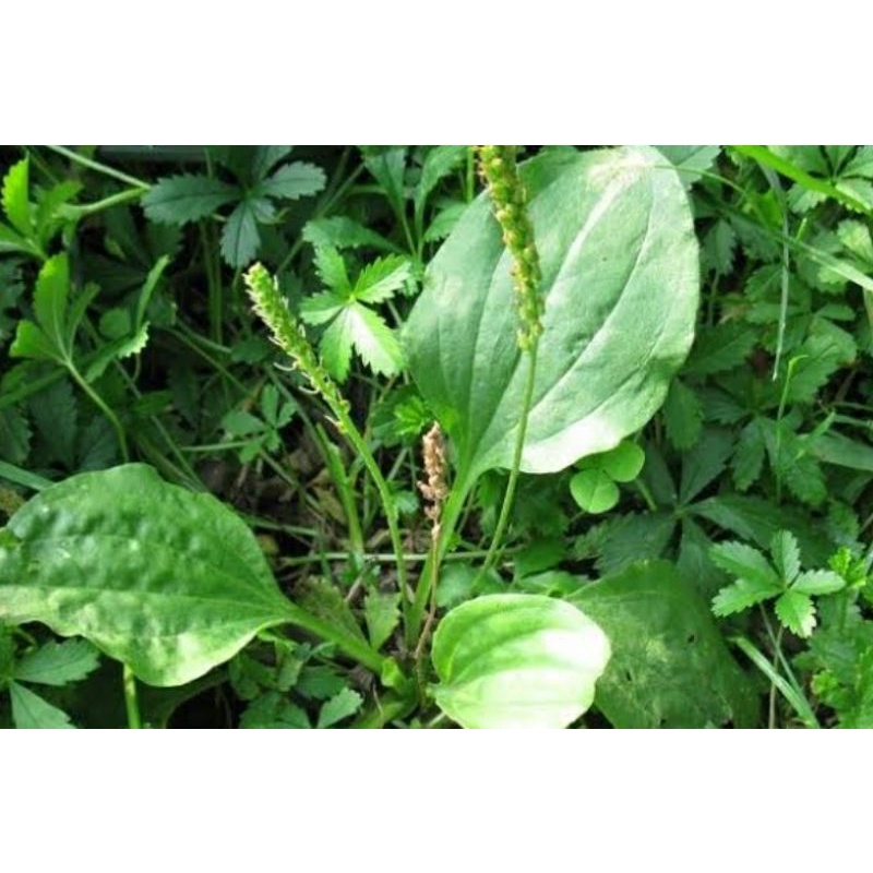 

tanaman herbal ki urat atau ki sendok atau daun sendok 1kg