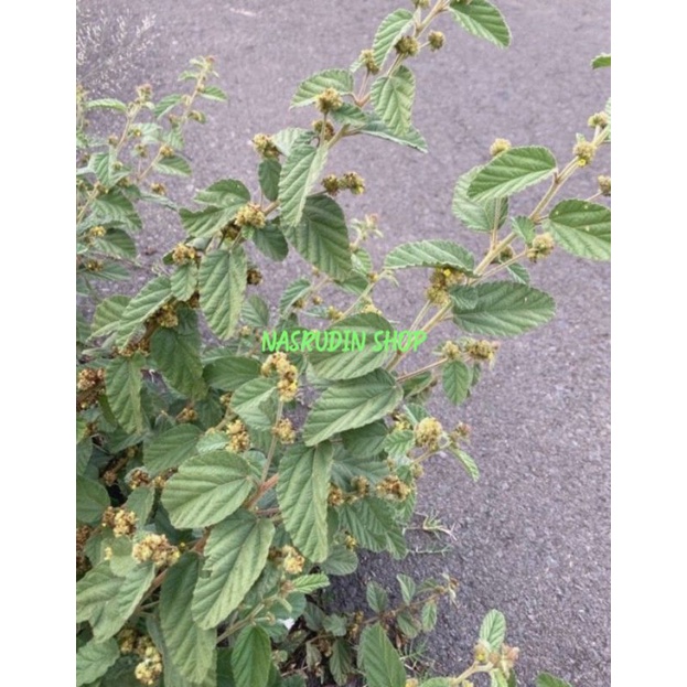 

[Fresh] BIBIT DAUN PAGI MENGANTUK 10 POHON TANAMAN WALTHERIA INDICA