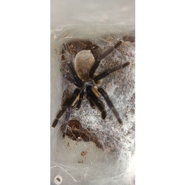Tarantula Monocentropus Balfouri