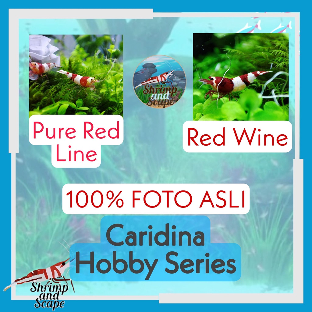 [FOTO ASLI] Caridina Collection Series PRL Pure Red Line / Red Wine Udang Hias