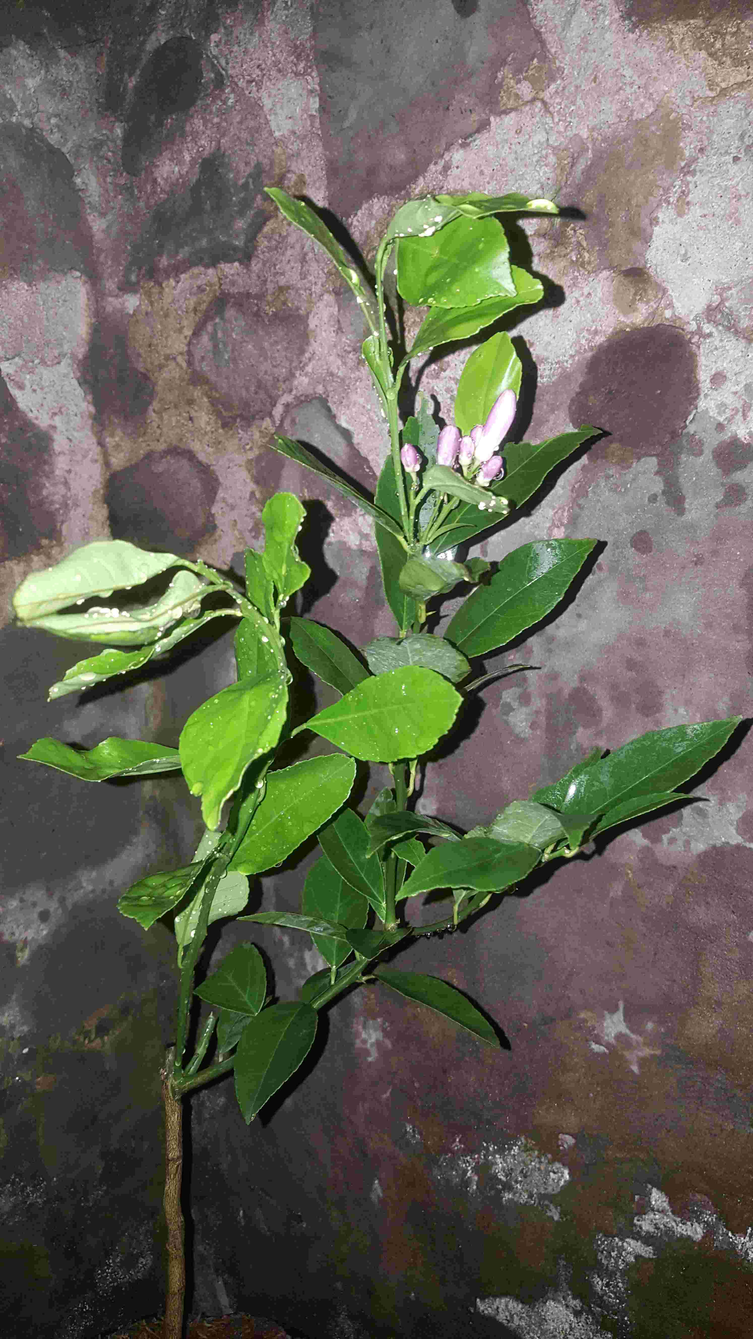 Bibit Jeruk Lemon California Berbunga