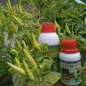 POC NASA HORMONIK - Pupuk Sayuran - Pupuk Padi - Pupuk Buah - Perangsang Tumbuh - Penambah Hasil