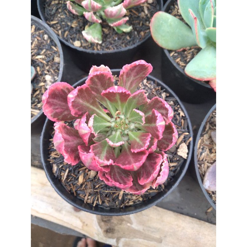 euphorbia monadenium stapelioides variegata