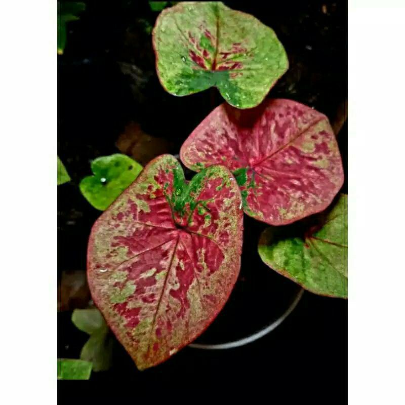 keladi langka uncle marley caladium kimora hybrid h37