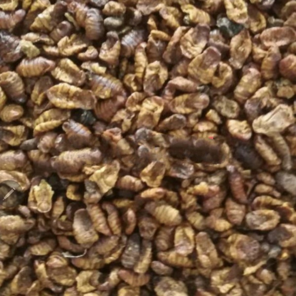 Nippon Silkworm Pupae 200gr Ulat Sutera Makanan Ikan Koi Hisilk Hikari