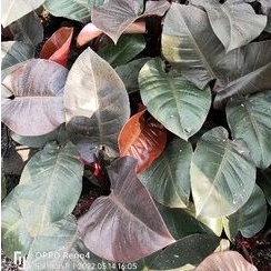 PHILODENDRON BLACK CARDINAL (PHILODENDRON)