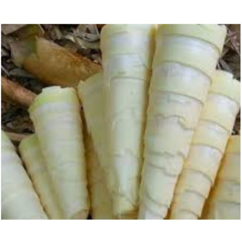 

rebung (bambu muda) utuh segar