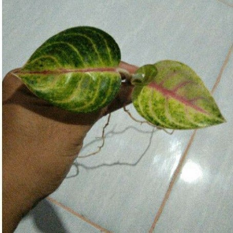 Aglonema moonlight anakan