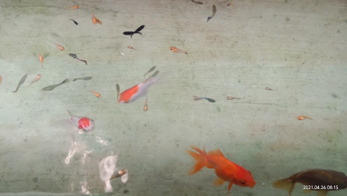 Mata Pisau Mollar 4 X 40t - Tct Gergaji Potong - Circular Saw Blade