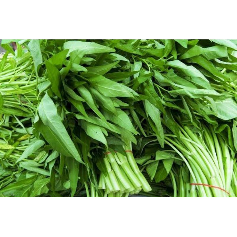 Kangkung Hidroponik / Kangkung / Sayur Segar Hidroponik