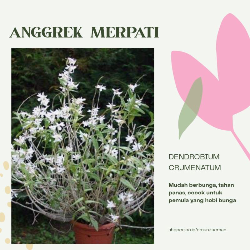 Anggrek Merpati Dendrobium Crumenatum Dewasa