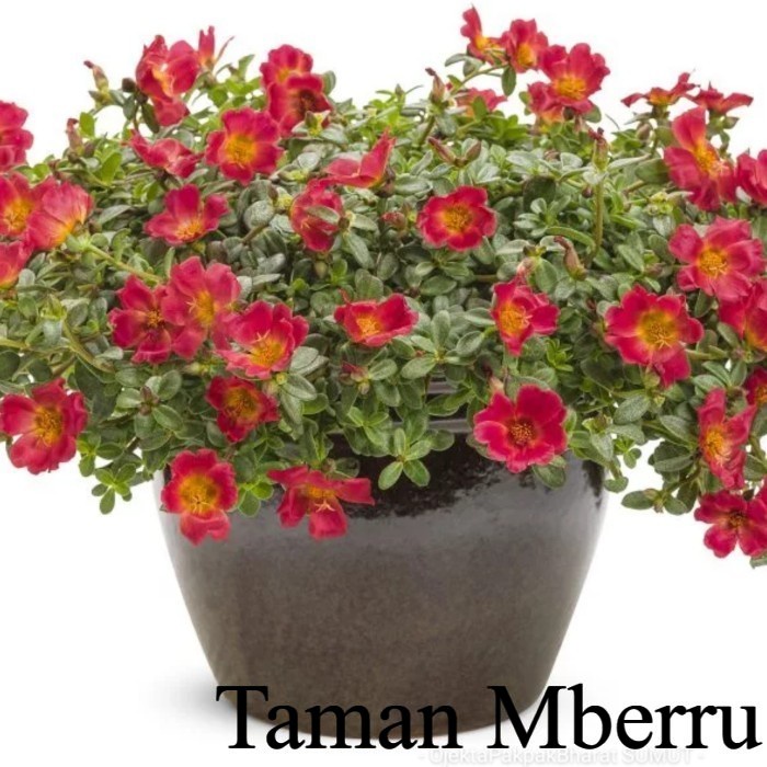 Portulaca merah (Moss Rose) Krokot Pink Bunga & Tanaman