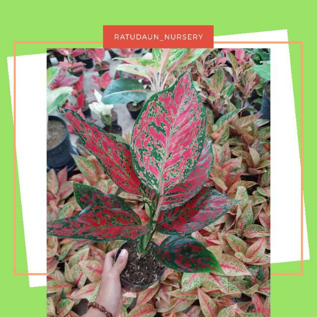 Aglaonema / Aglonema Red King
