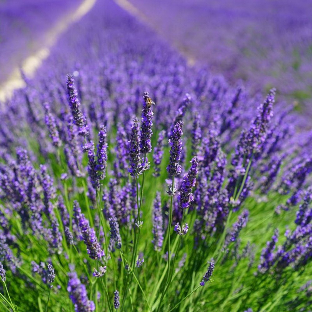 PlantaSeed - 25 Seeds - Lavender Common English Biji Bunga - PAS0242