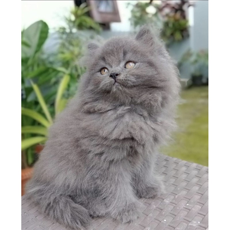 Harga Kucing Persia Dibawah 500Rb 2018 : Dijual Kucing Persia Medium Di Surabaya Hewandijual Com - Bagi para pecinta kucing masalah harga mungkin tidak ada ukuran tentunya, kondisi tersebut mungkin diakibatkan karena harga kucing sendiri yang terkadang naik dan terkadang turun.