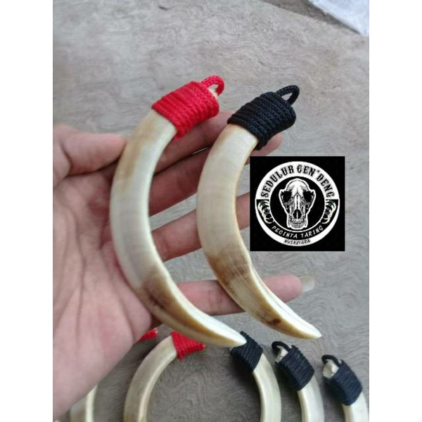 Kalung Taring Babi Original