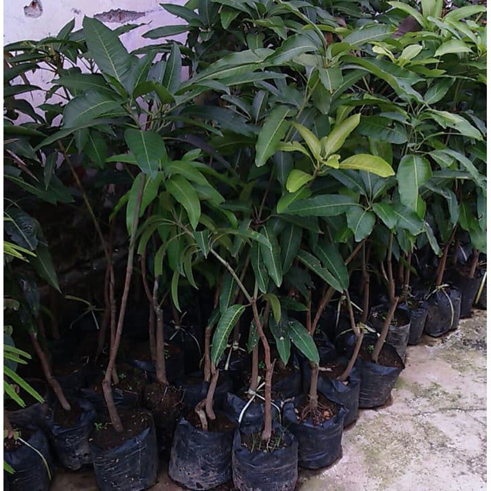 Bibit Mangga Manalagi Okulasi Cepat Berbuah