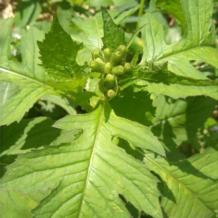 

500 gram Daun Sintorong Kekebalan Tubuh |Gudang Media Tanam