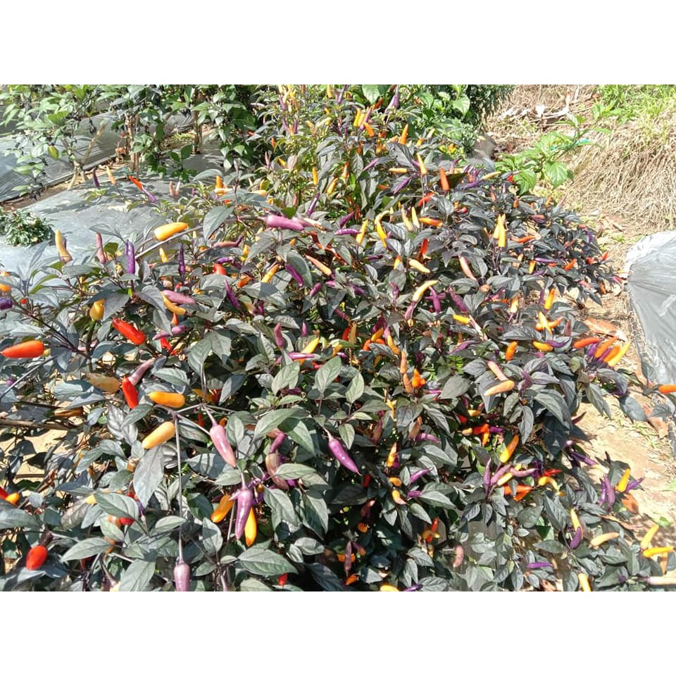 Benih Bibit Biji - Cabai Purple Rainbow Cabe Pelangi Pepper Seeds - Buah Sangat Produktif