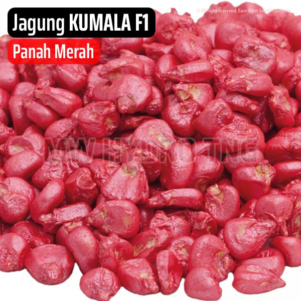 Benih Panah Merah, Jagung KUMALA F1 - East West Seed