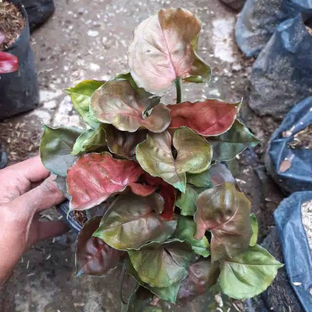 Tanaman hias syngonium podophyllum maria allusion / keladi mini kriting