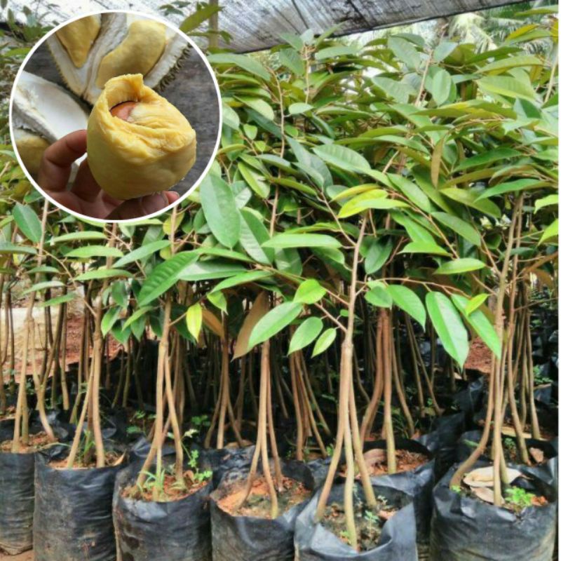 Bibit durian bawor kaki 3