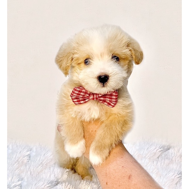 Maltipoo Maltipo