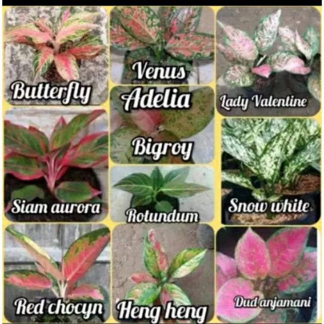 Paket aglonema-aglonema-paket 10 aglonema