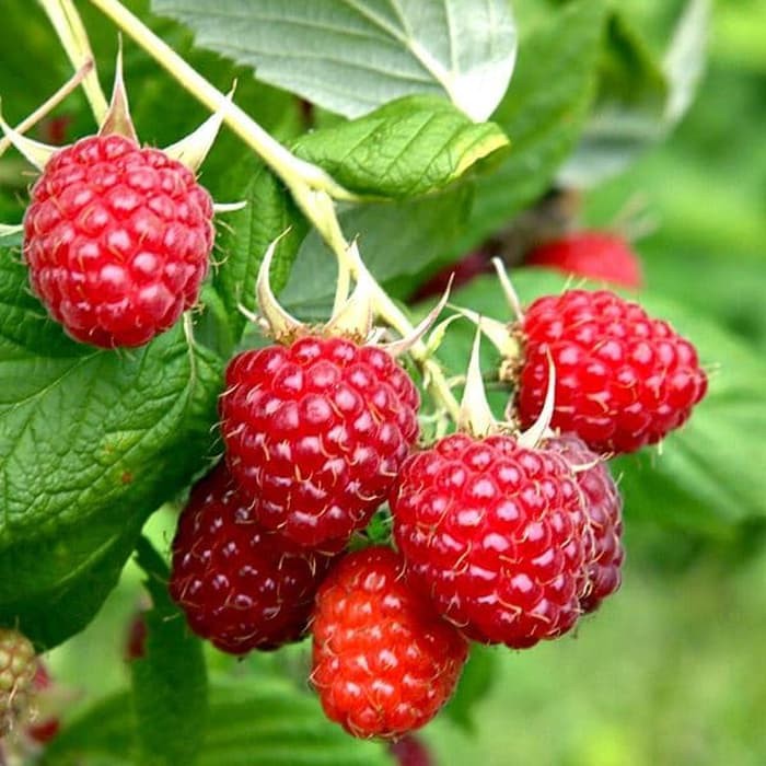 Benih Bibit Biji - Buah Raspberry Merah Red Raspberry Berries Fruit Seeds - IMPORT