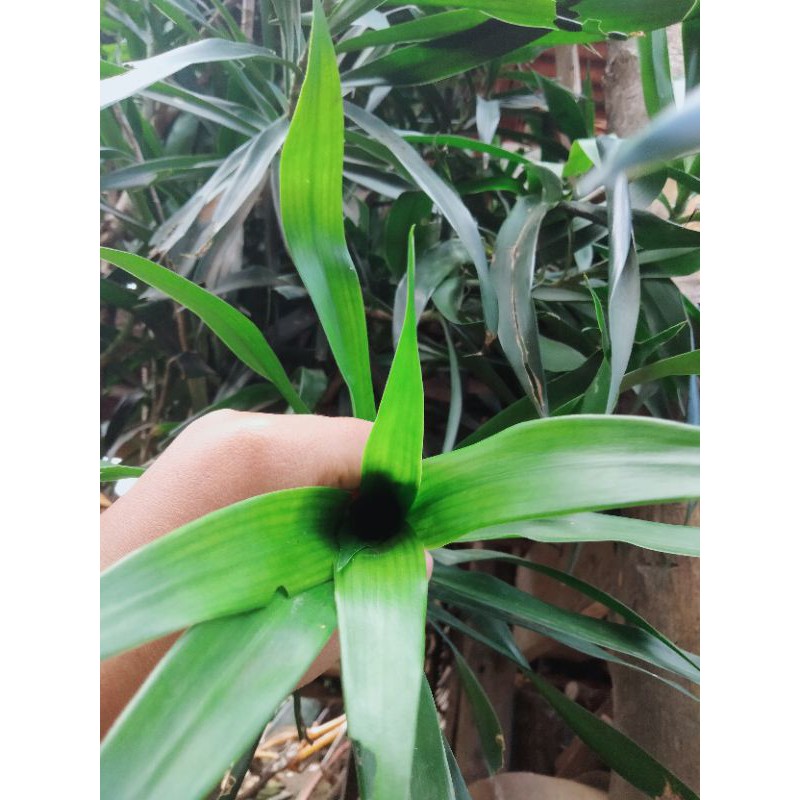 

daun suji per-ikat (5 lembar)