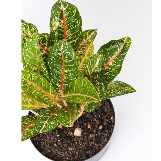 ( AGLONEMA DONACARMEN MUTASI DEWASA ) TANAMAN AGLONEMA DONA KARMEN HIDUP/tanaman hias aglonema dona 