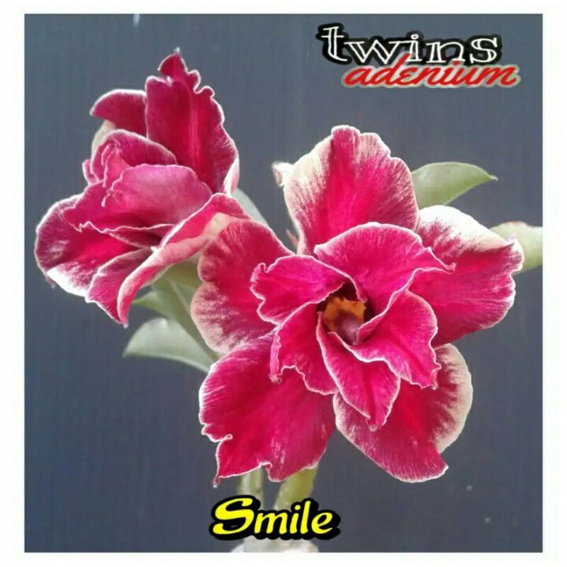 Adenium Jepang tumpuk smile / kamboja Jepang tumpuk