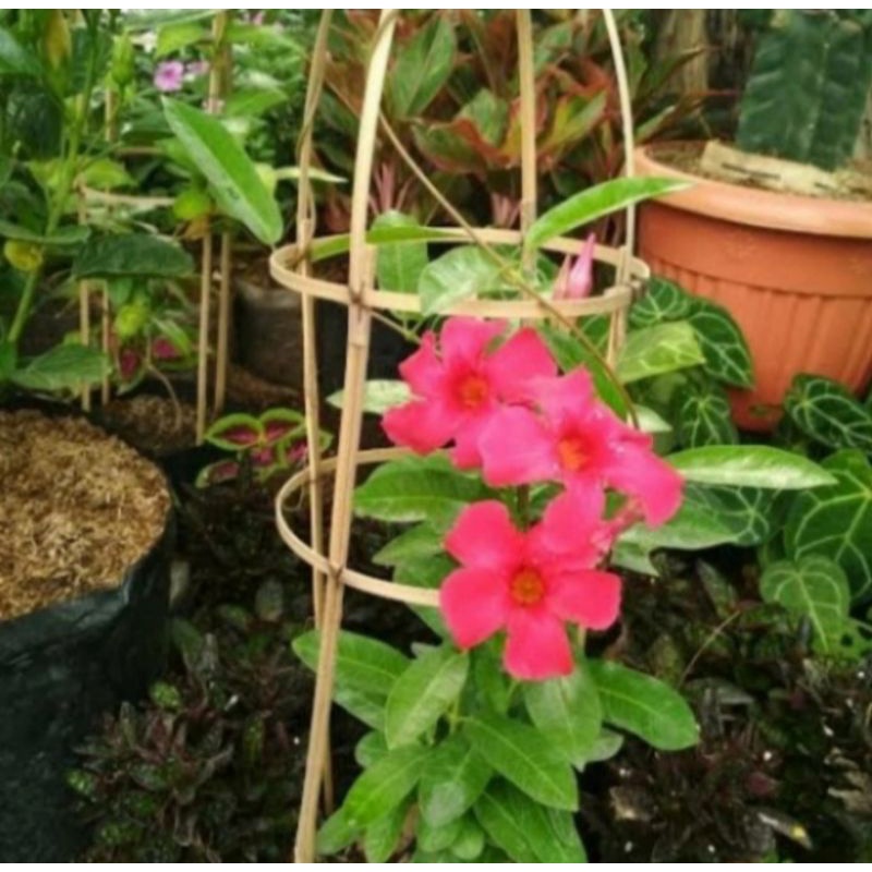 Pohon Alamanda Bunga Merah Tanaman Rambat Pohon Alamanda Merah