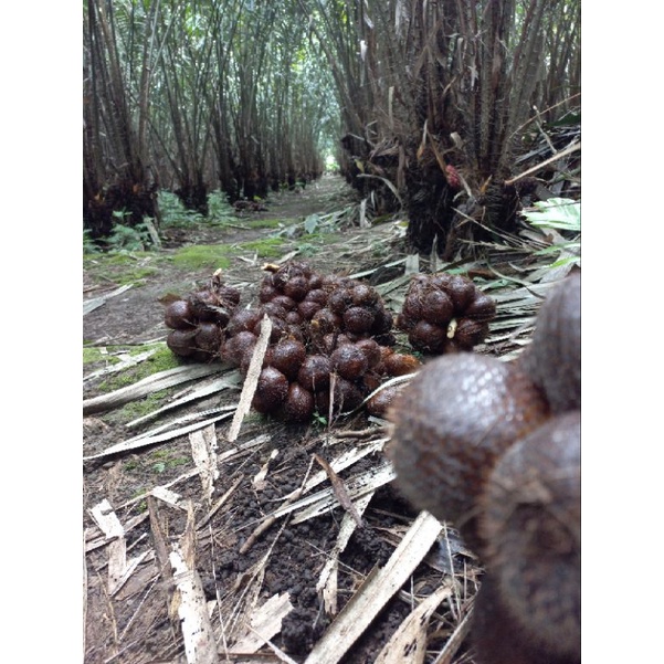 

salak