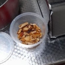 otot bakar umpan galatama lele