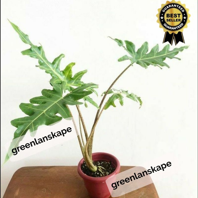 Tanama Hias Alocasia Portei