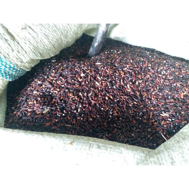 

BERAS KETAN HITAM MURNI ASLI ENAK 13000/KG HASIL SELEP SENDIRI