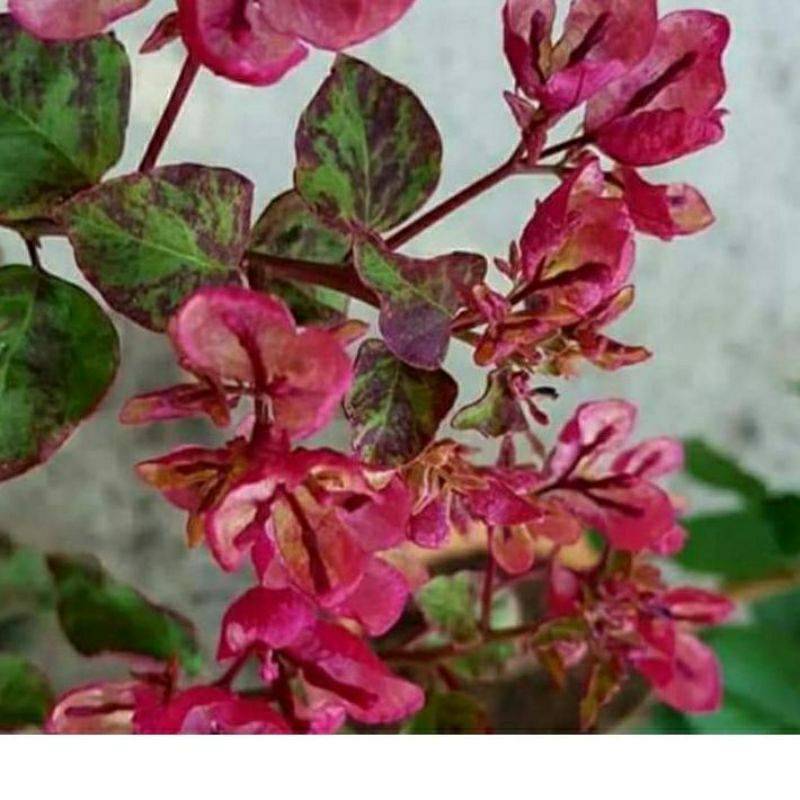 (BISA COD) tanaman bibit bunga hias Bougenville black maria import belum berbunga