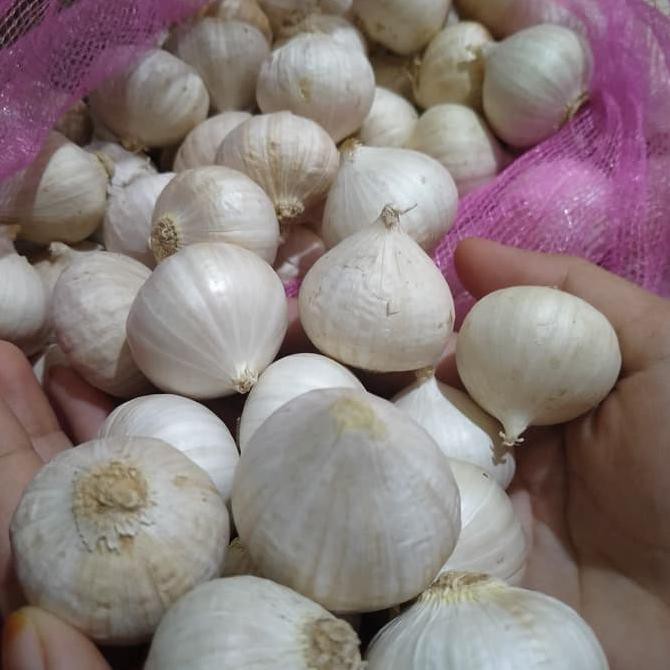 Terbaik Bawang Putih Tunggal Super Kualitas Import 500gr Shopee Indonesia