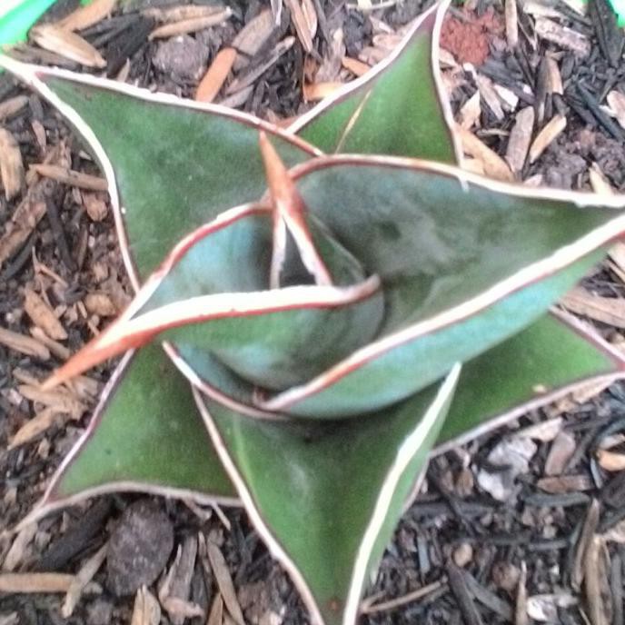 Sansivera Pinguicula Varigata Jelrijit