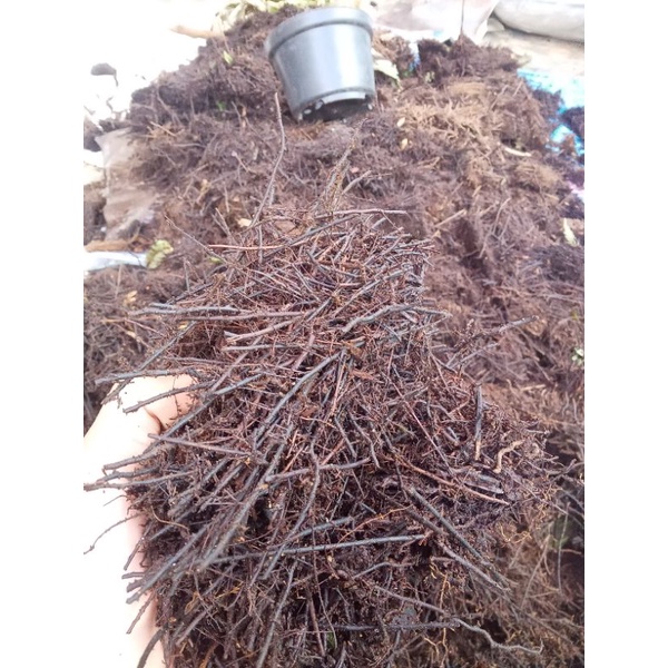 MEDIA TANAM AKAR PAKIS CACAH 1KG