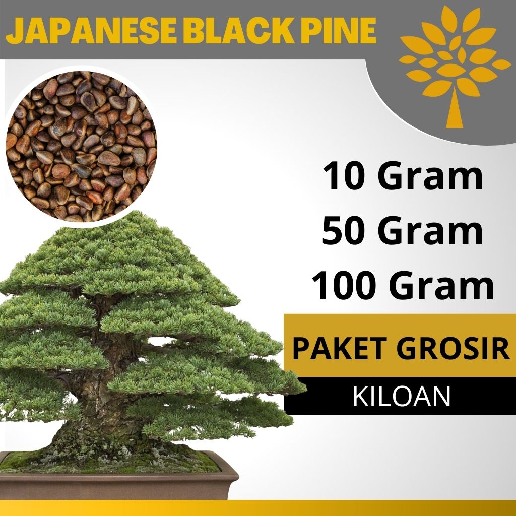 Paket Grosir Biji Japanese Black Pine Kiloan by ID.BONSAI
