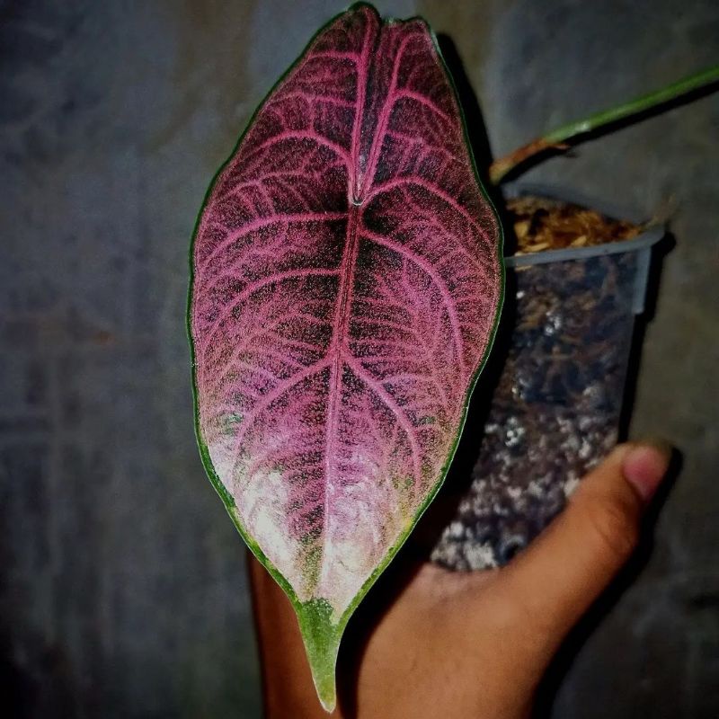 alocasiiaaa_azlanii ponci_ original produk