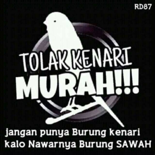 Burung Kenari Kuning Jantan Mulai Bunyi Proses Gacor Jual