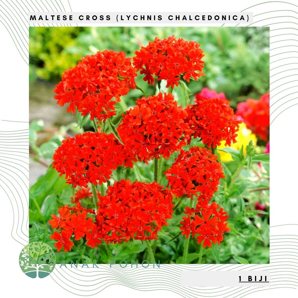 Benih Bibit Biji - Bunga Maltese Cross (Lychnis chalcedonica) Flower Seeds - IMPORT